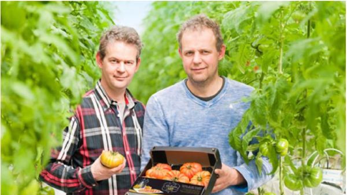 Productores de tomate holandeses bajo invernadero
