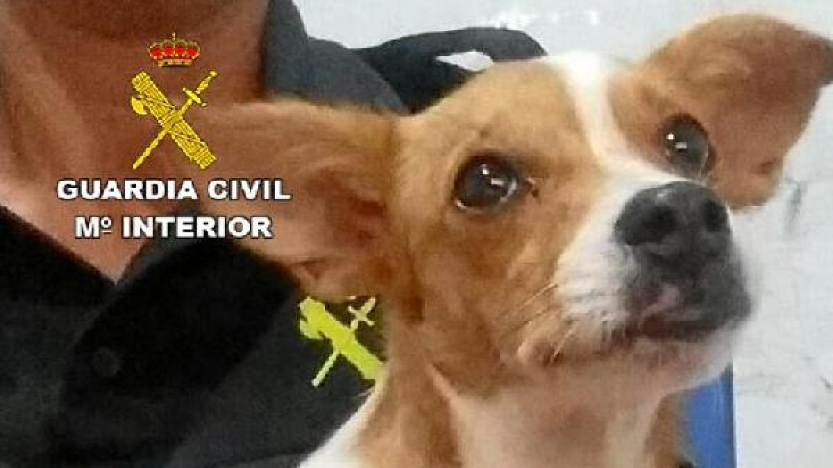 Perro abandonado en Santa María del Águila.