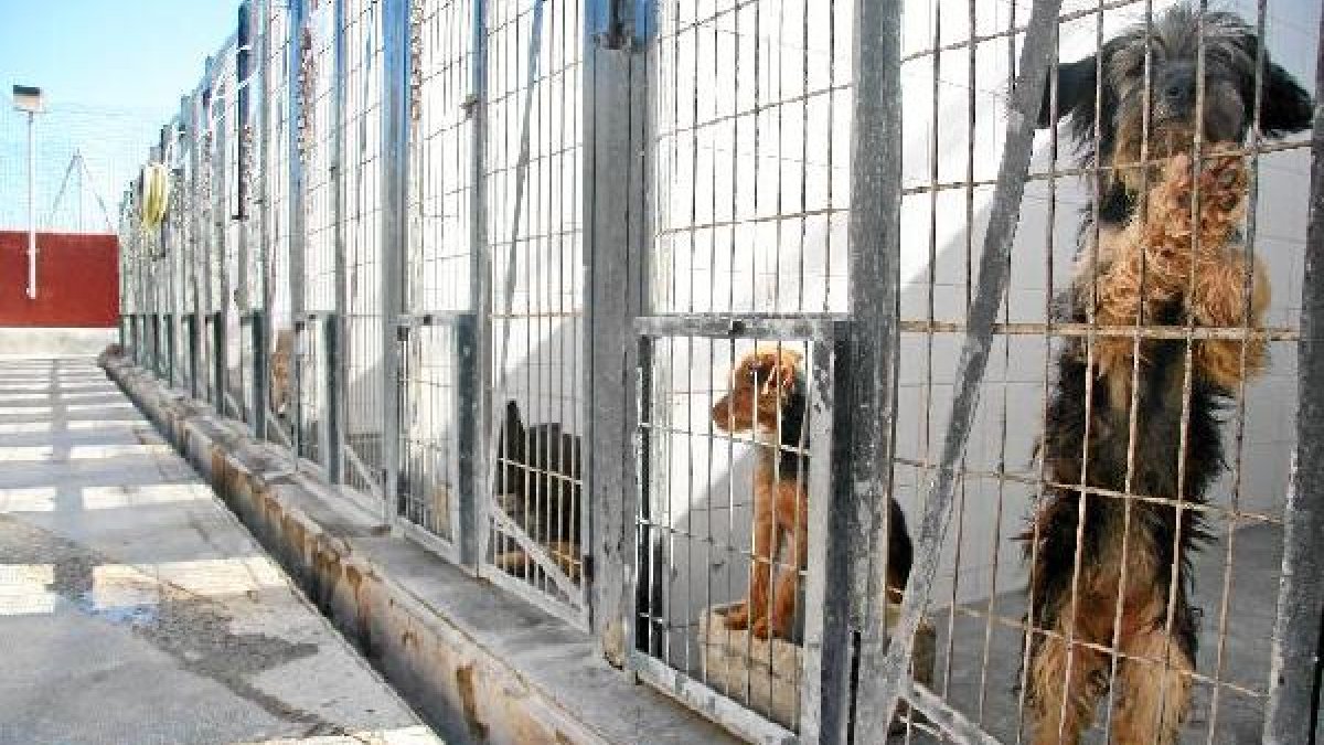 Perros en el centro zoosanitario municipal de Almería.