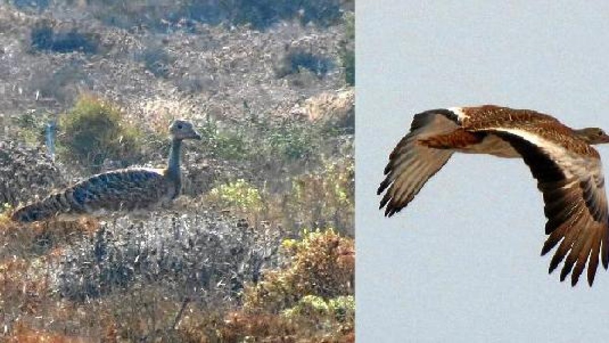 Ejemplar de avutarda fotografiado esta semana en el Cabo de Gata, en tierra y en pleno vuelo, por J. J. Matamala.