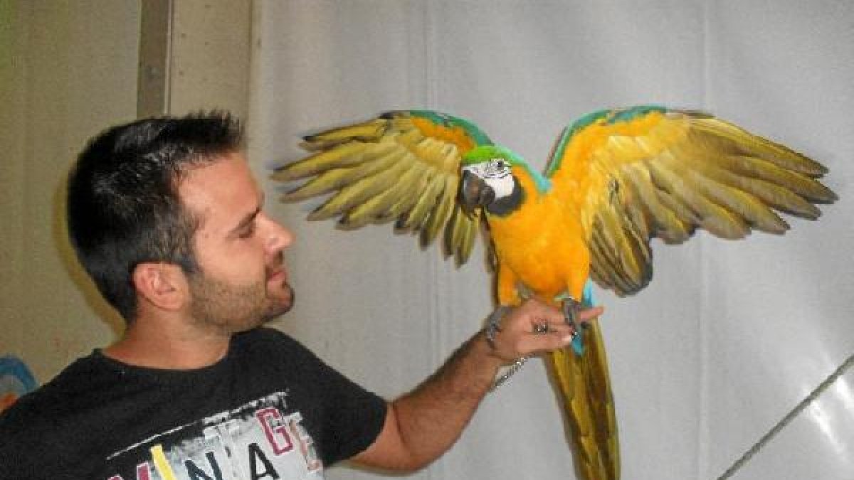 Manuel Bolea asistió a la Caseta Municipal Infantil acompañado de su guacamayo Curro.