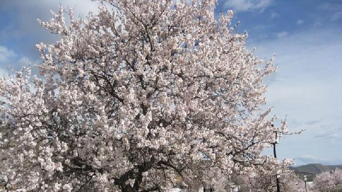 La sequía ha afectado a la producción de los almendros.