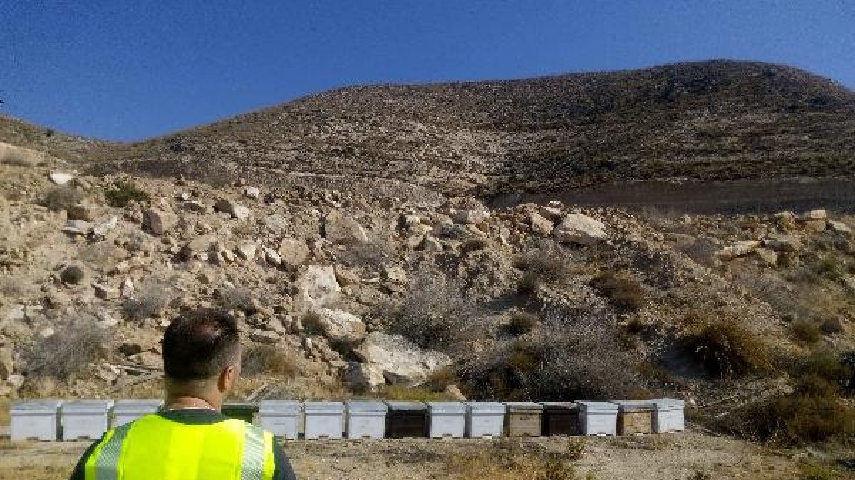 Colmenas recuperadas por la Guardia Civil.