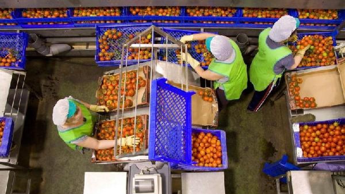 El tomate es el principal producto exportado.
