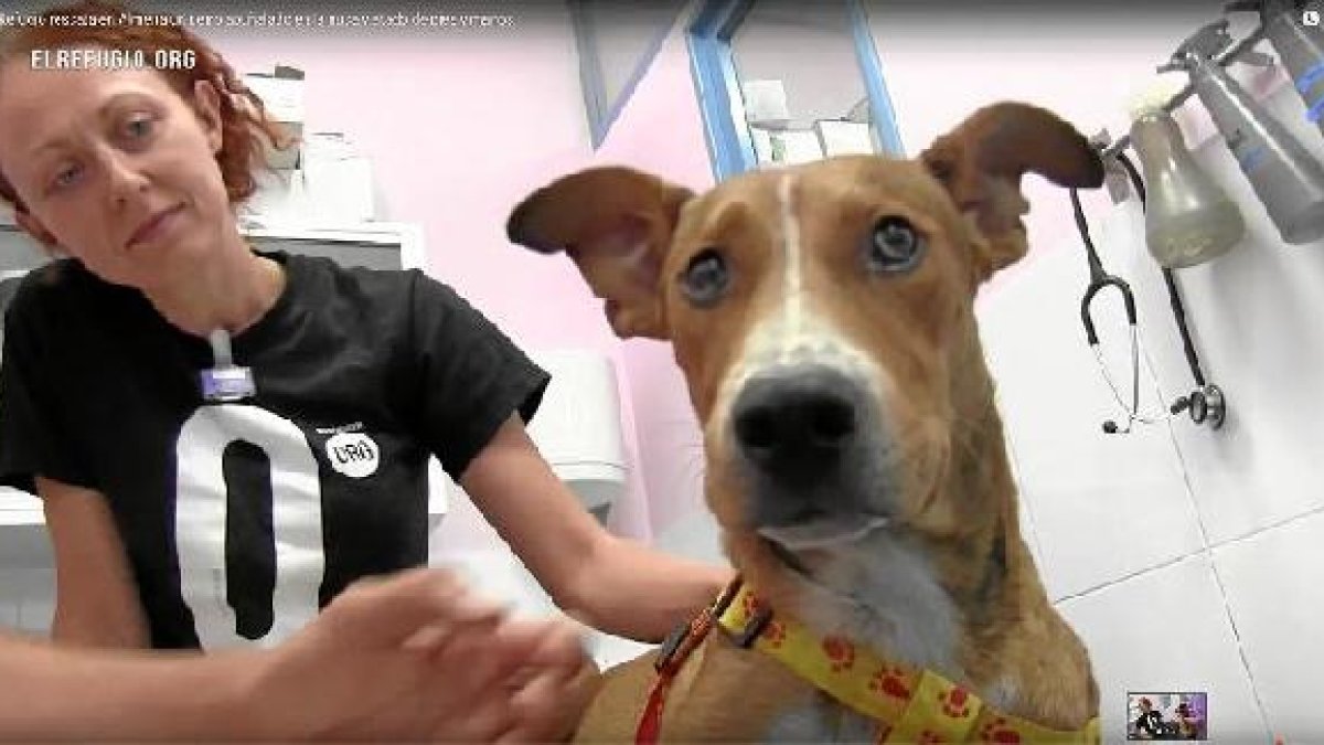 El perro Naif, atendido en la clínica veterinaria a la que le llevaron tras rescatarlo.