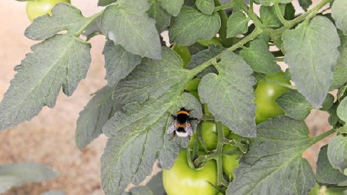 La lucha biológica se ha generalizado en el campo almeriense.