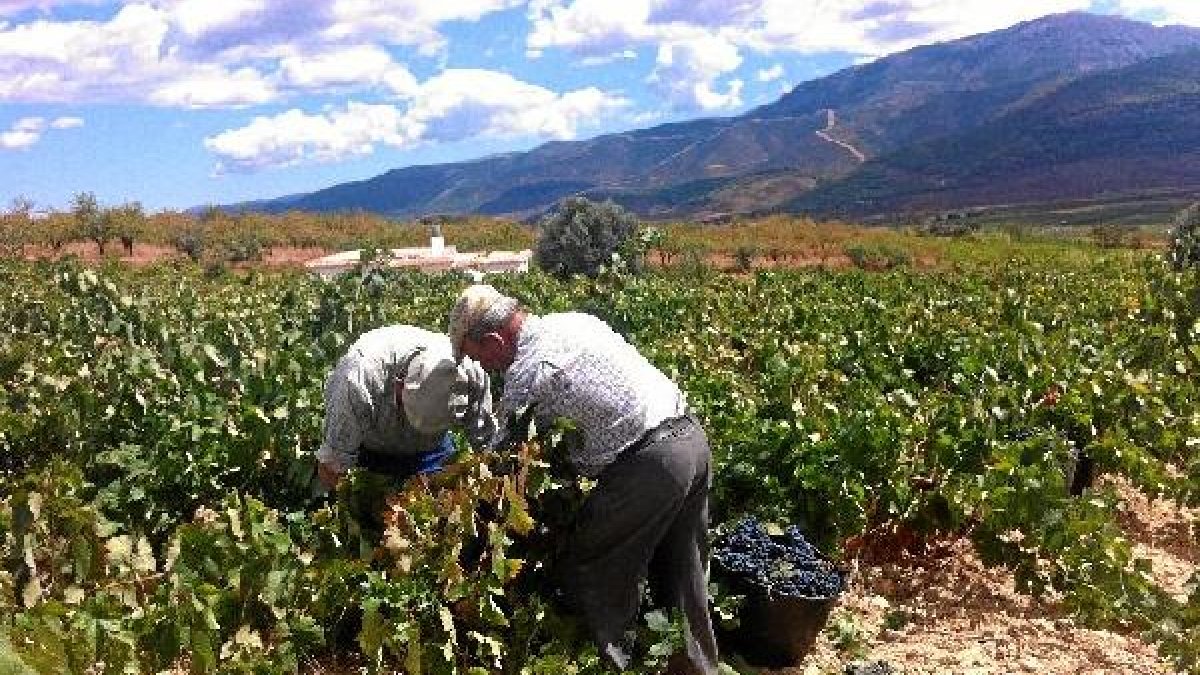 La vendimia de este año se adelanta hasta los últimos días de agosto o primeros de septiembre.