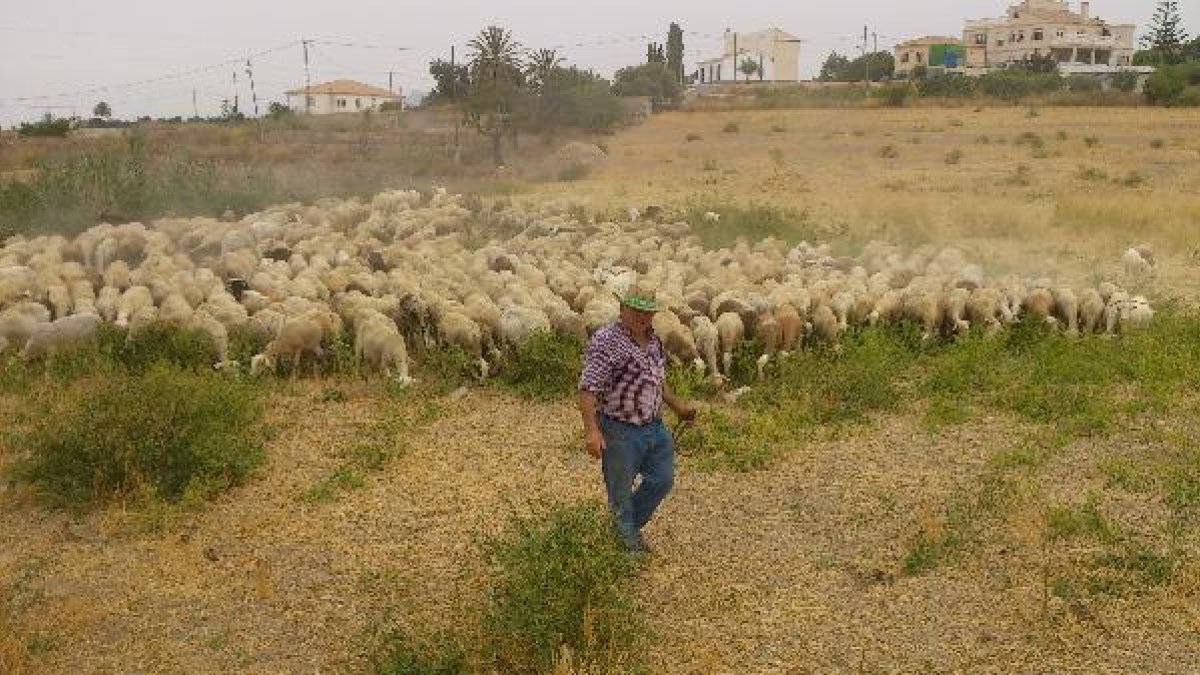 Luis Carrión y su rebaño