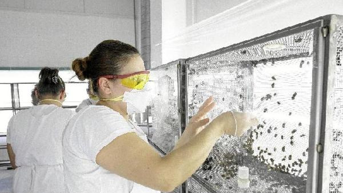 Los insectos auxiliares de la agricultura crecen en exportación