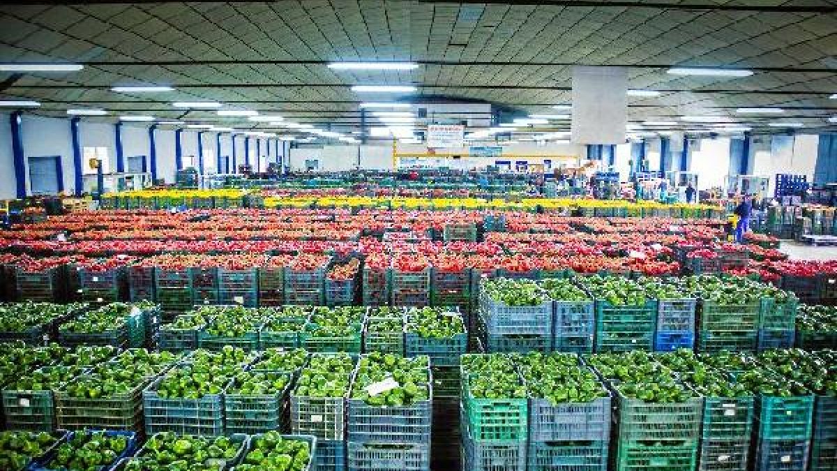 El sector hortofrutícola mantiene su tendencia a batir registros de producción.