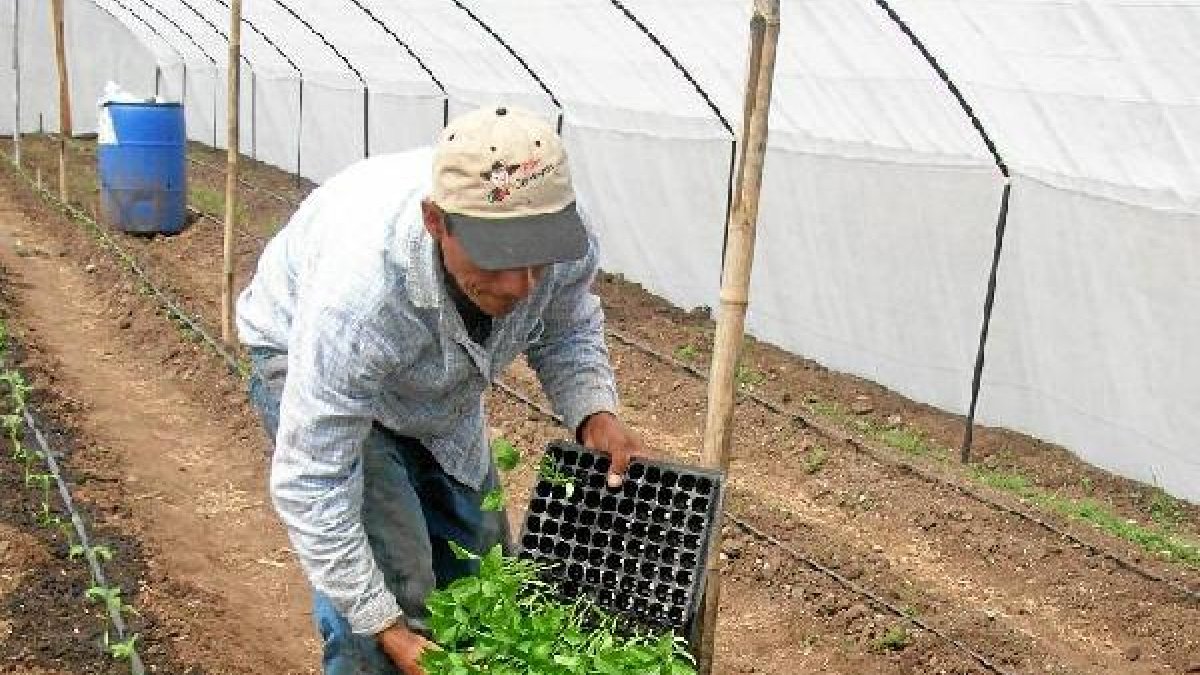 Un agricultor almerienses en la faena del invernadero