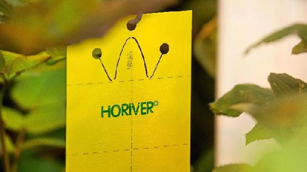 Placa adhesiva Horiver de Koppert