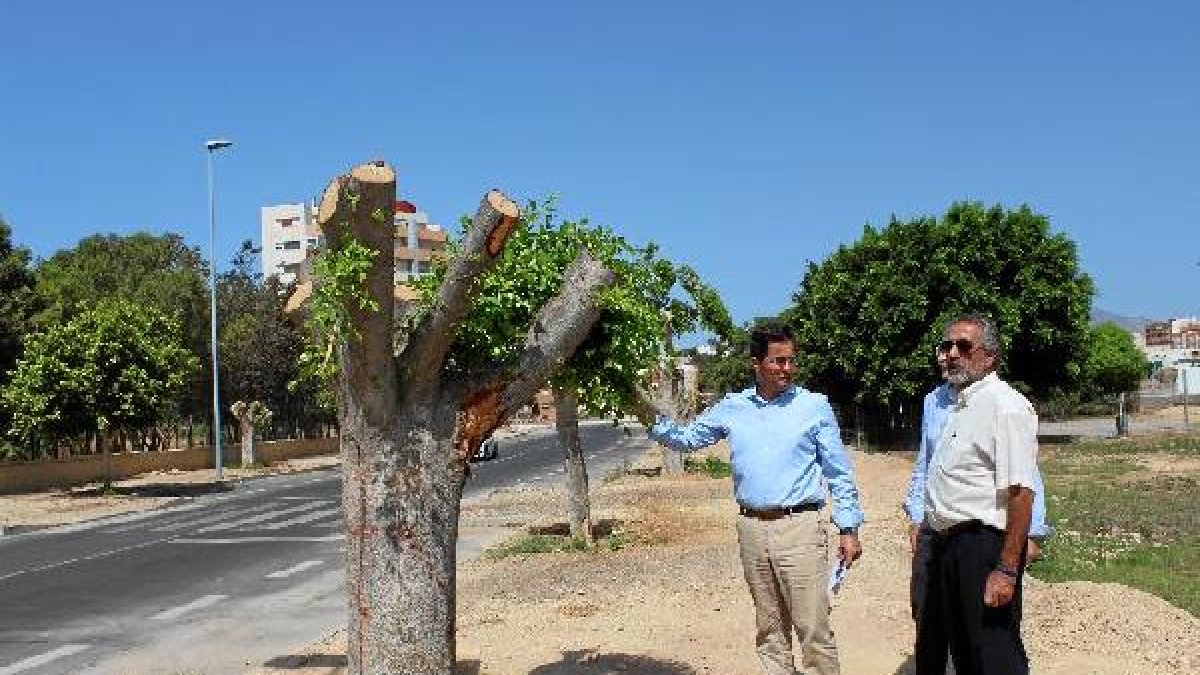 Acalde  y concejal junto a uno de los ejemplares transplantados y por el carril bici.
