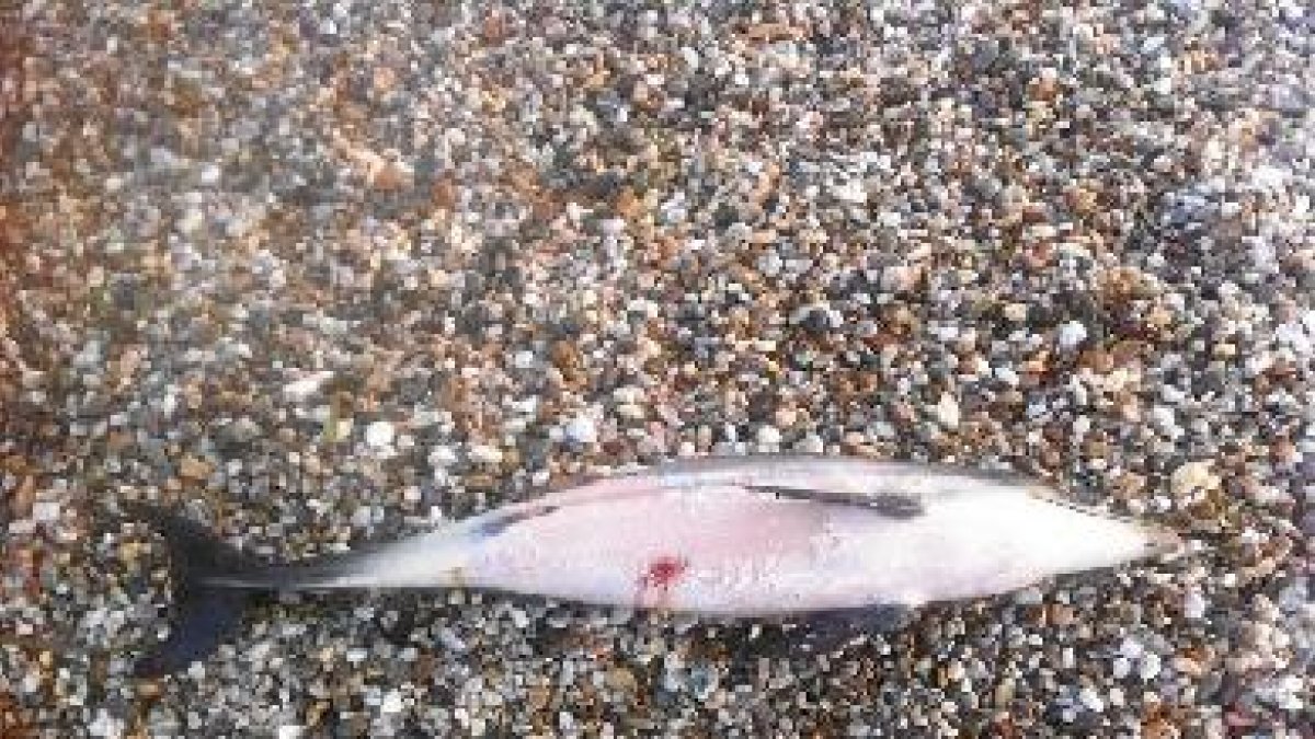 Uno de los delfines que aparecieron muertos estos días en la costa almeriense.