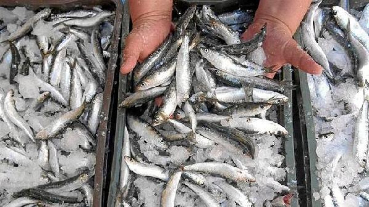 La sardine escasea estos días en los mercados