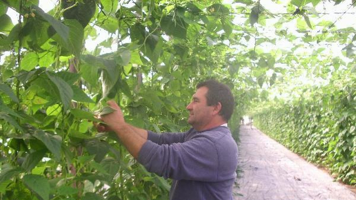 Los agricultores necesitan créditos para financiar los costes de producción.