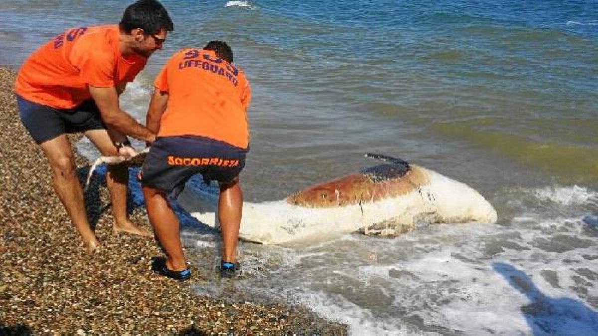 El calderón es sacado del agua.
