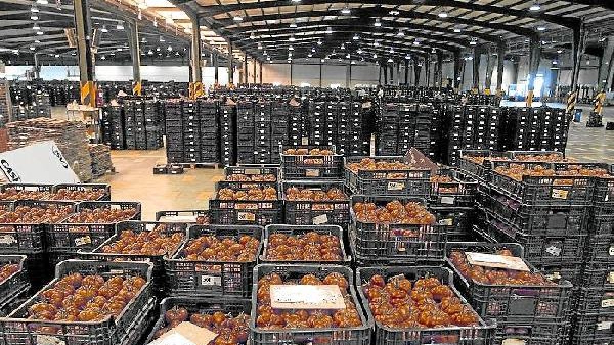 El tomate, rey indiscutible del campo almeriense.