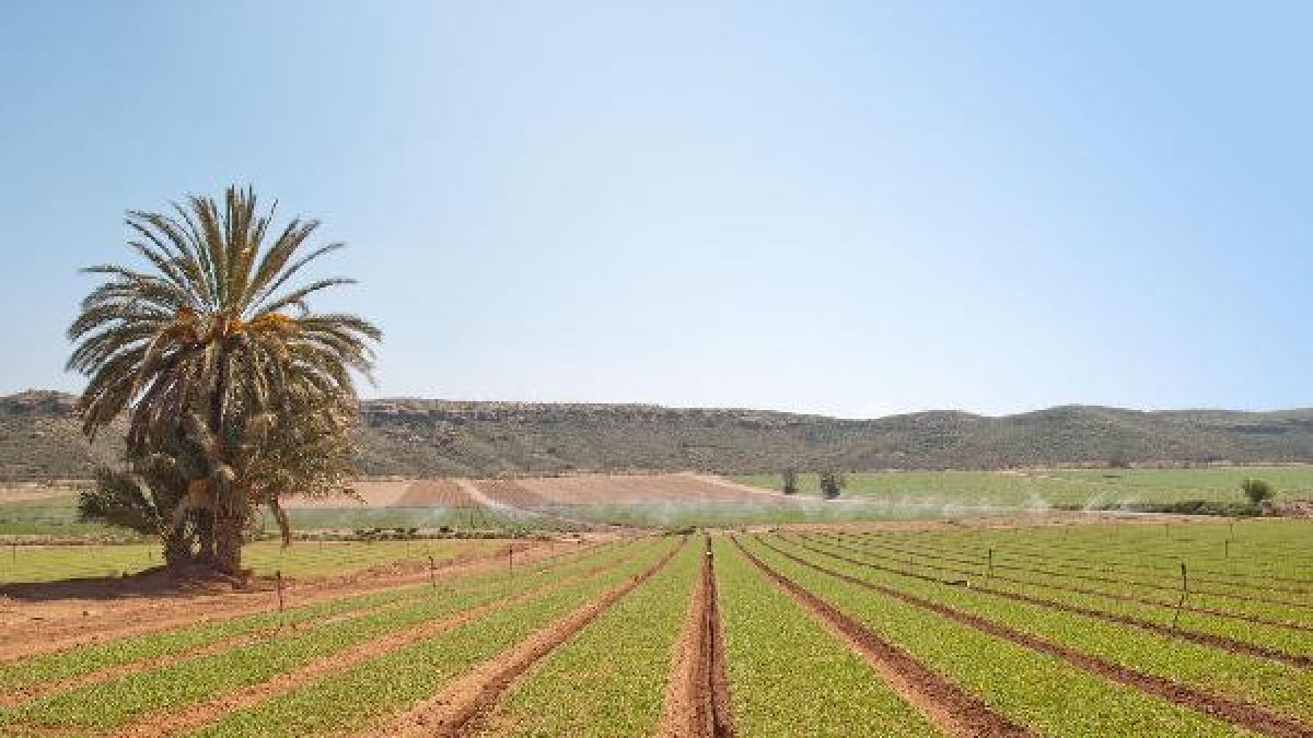 Campos de lechugas en Cuevas del Almanzora