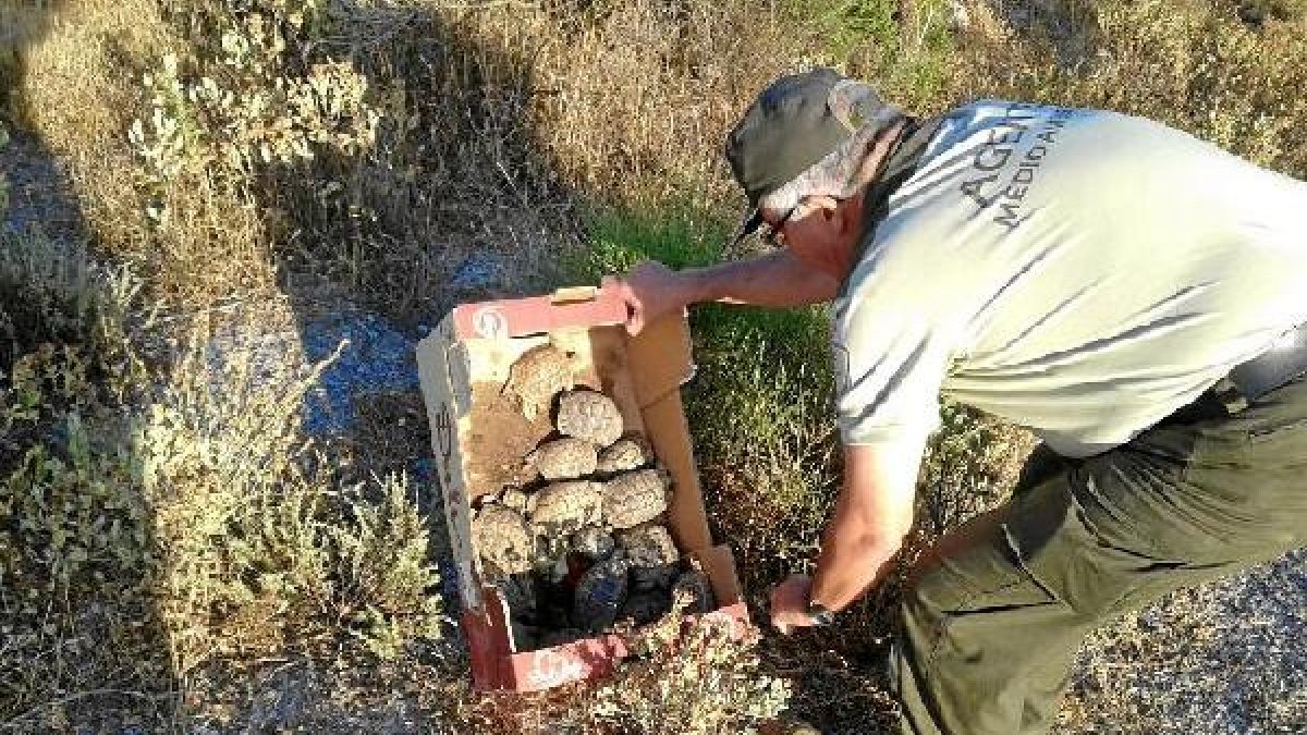 Suelta de ejemplares de tortuga mora realizada hace unas semanas por agentes de Medio Ambiente.