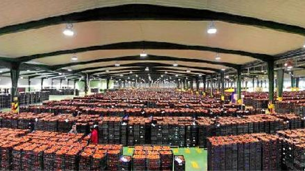 El tomate es el primero de los productos hortofrutícolas exportado por las empresas almerienses.