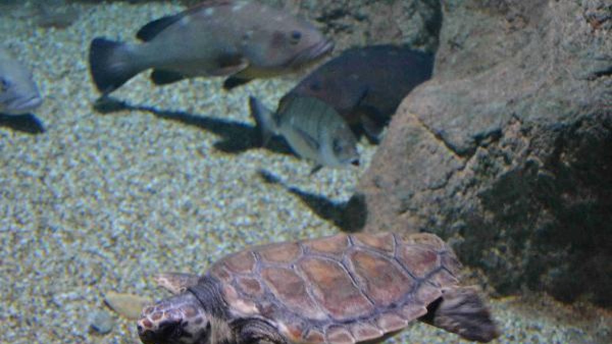 A la tortuga le falta la pata delantera izquierda.