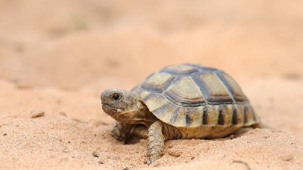 La tortuga más popular; será ilegal tenerla en casa