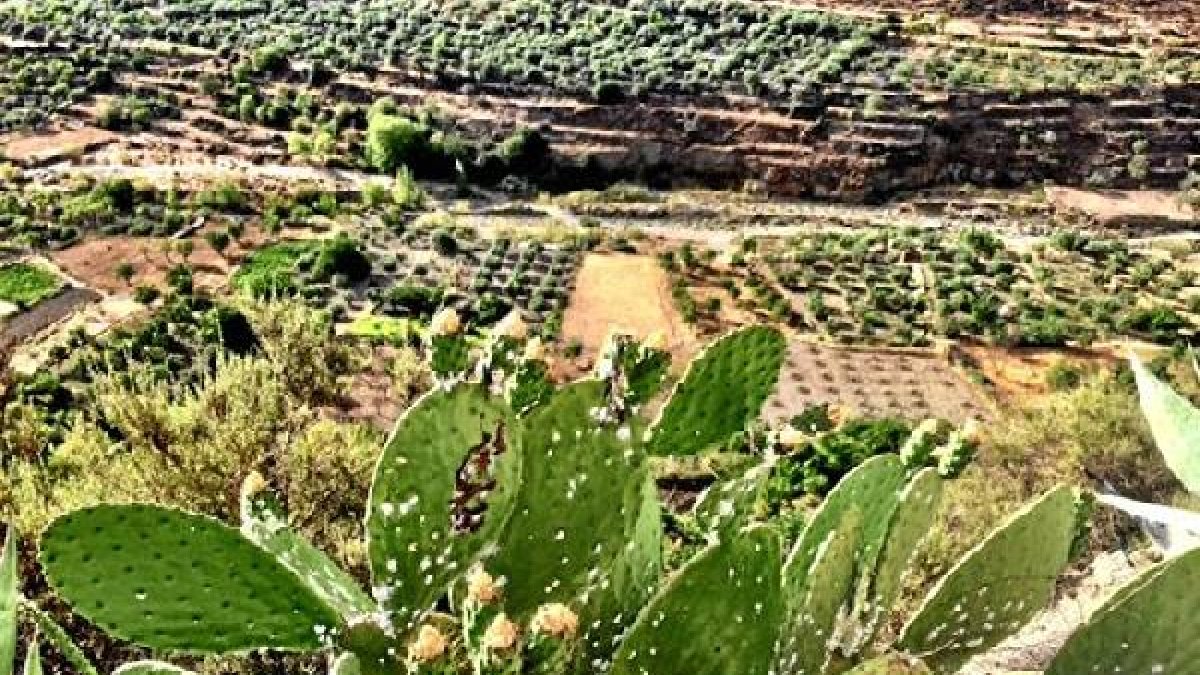 Chumberas del término municipal afectadas por la cochinilla.