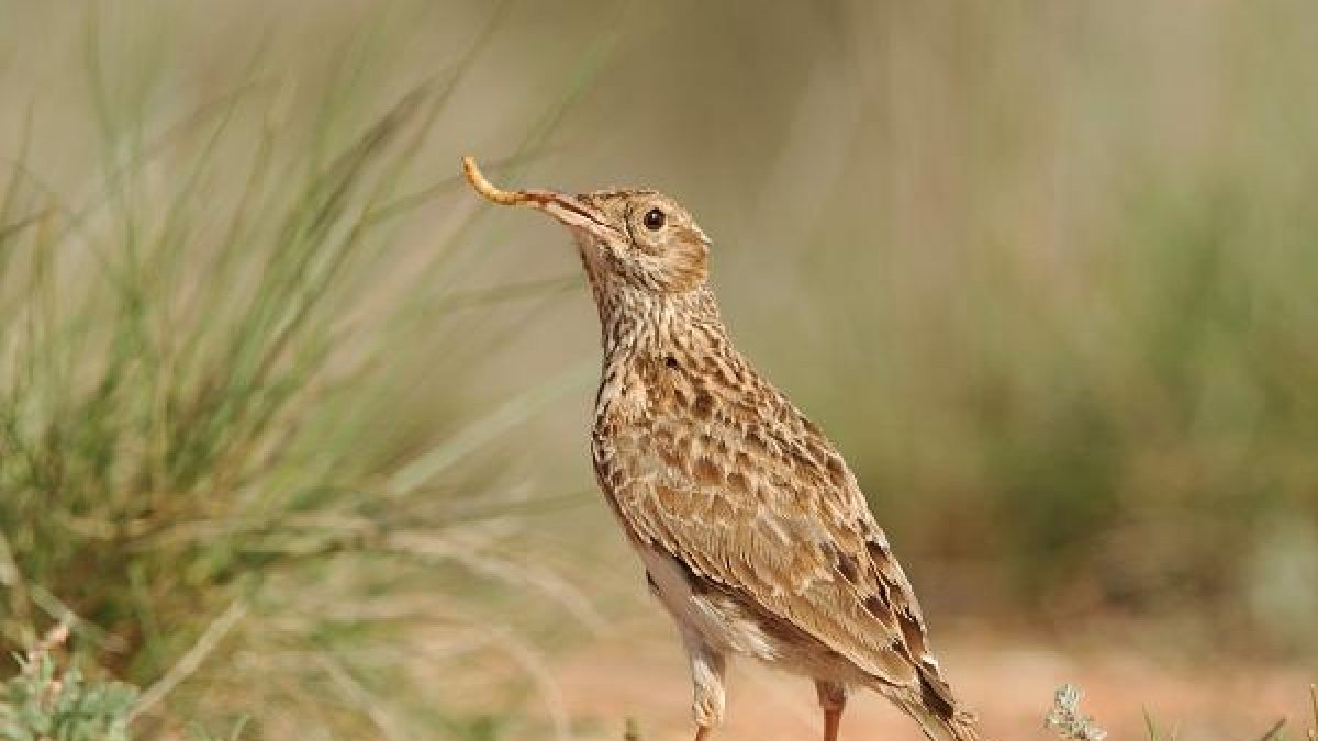 Este ave no es muy viajera y gusta esconderse del ojo humano