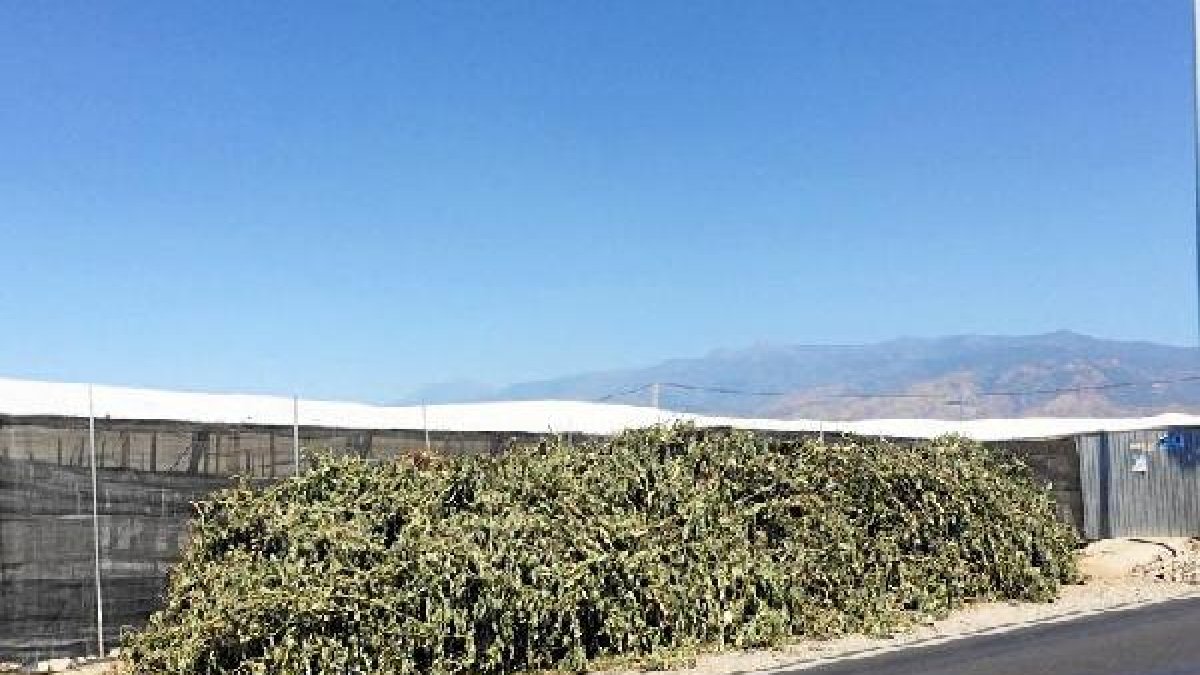 Residuos vegetales acumulados junto a invernaderos