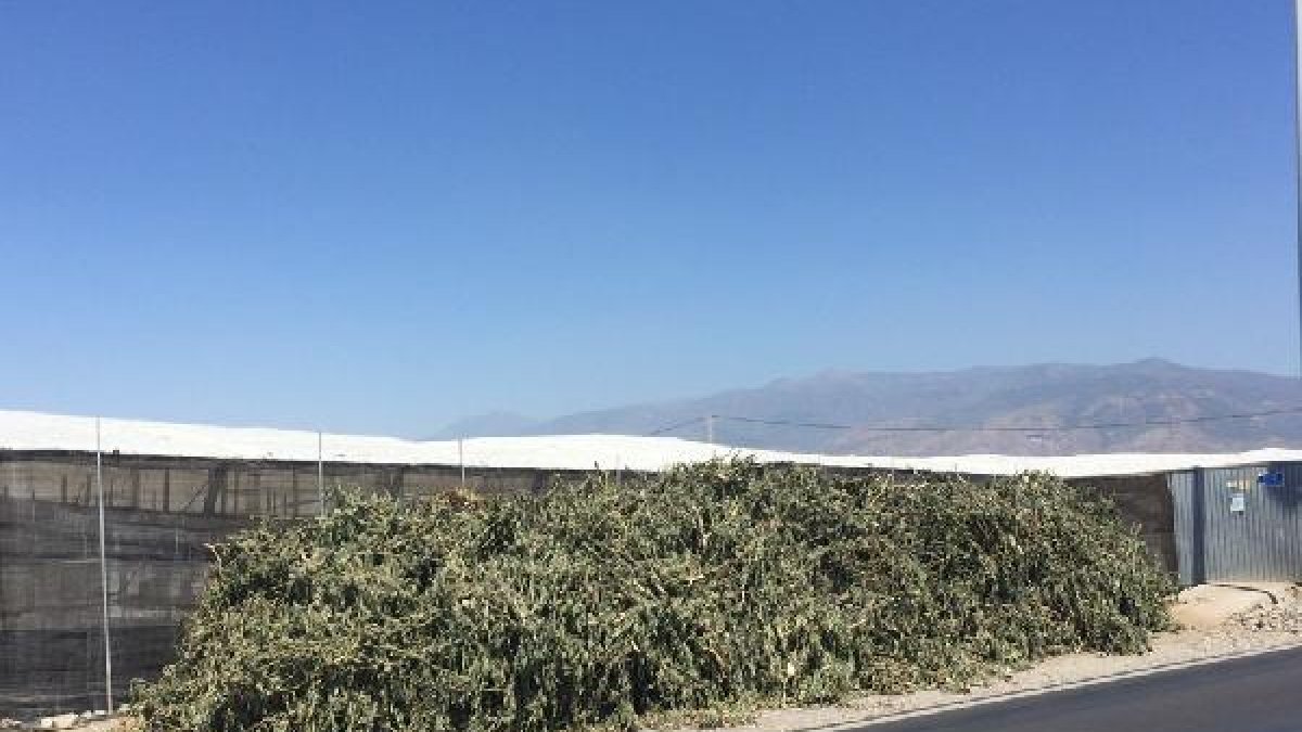 Restos vegetales en los márgenes de una carretera entre invernaderos.