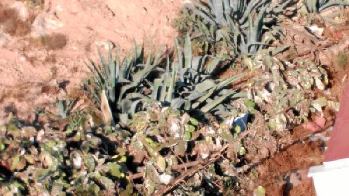Pencas aquejadas por la plaga de cochinilla y mosca blanca