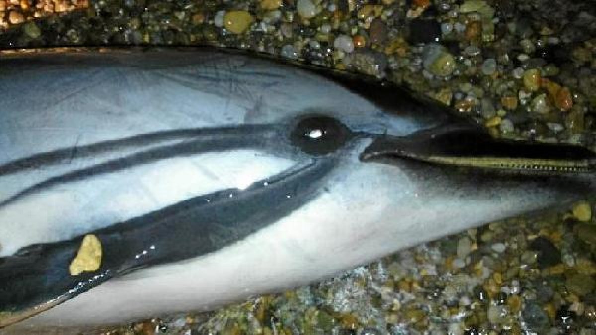 Cabeza del aninal encontrado muerto en Costacabana.