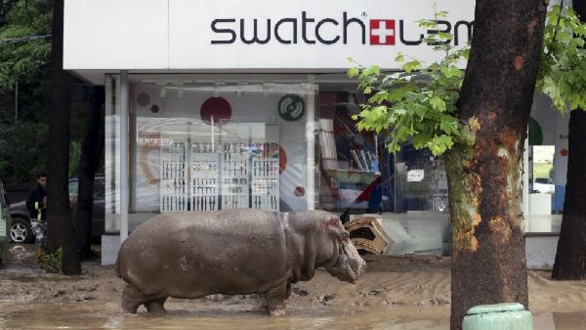 Un hipopótamo, por las calles de Tbilisi.