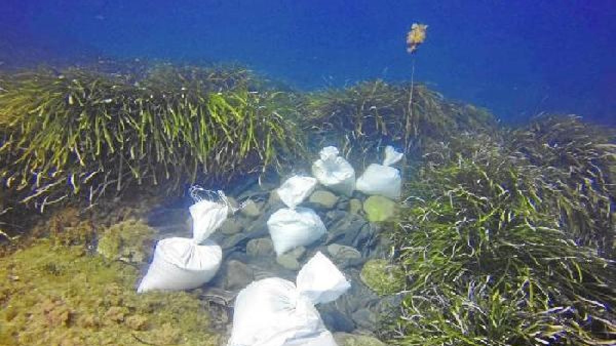 Zona en la que se ensaya el método de sombreado para que muera el alga invasora (Foto de Diego Moreno).