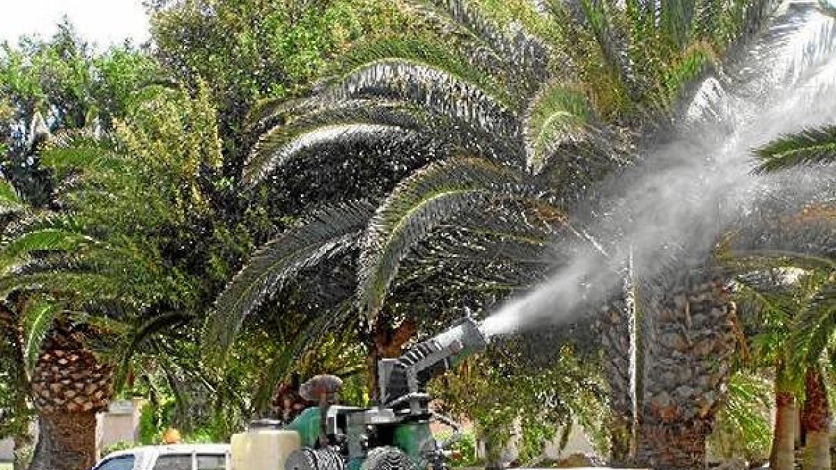 Fumigación de árboles en El Ejido.