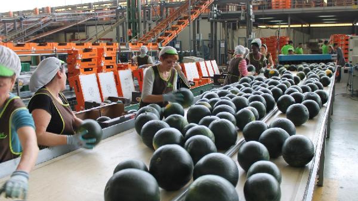 Las previsiones apuntan a un volumen de unos 6 millones de kilos.