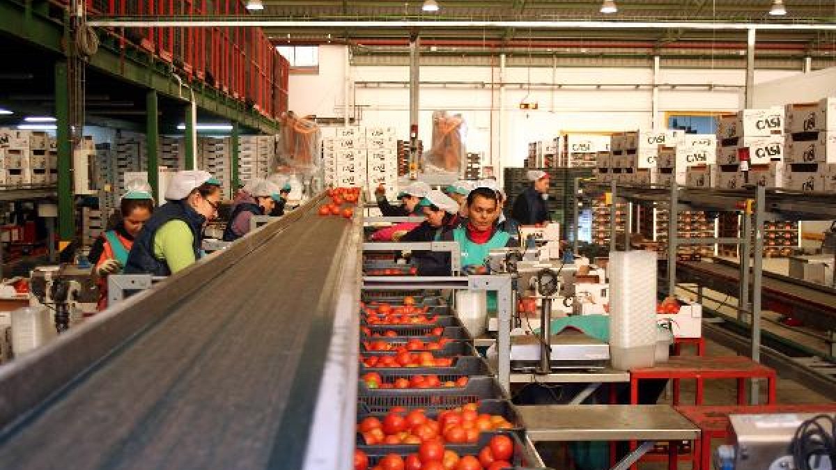 Manipulado de tomate en CASI.