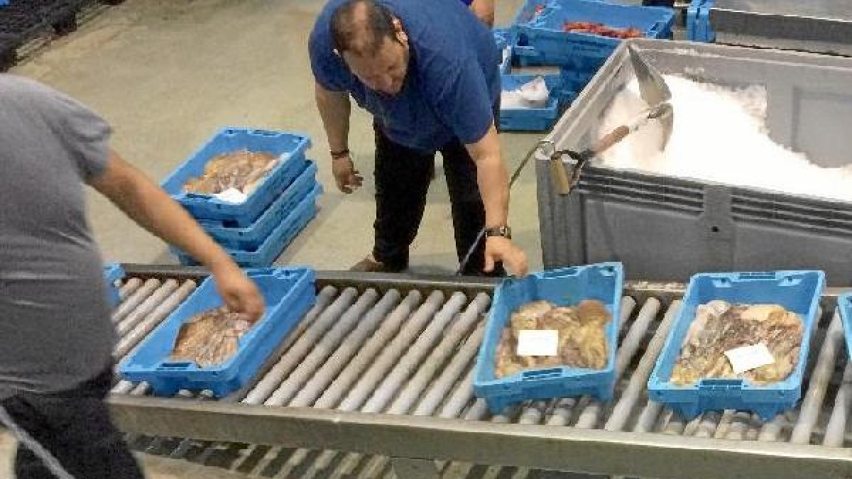Capturas de pulpo en la lonja de Almería esta semana