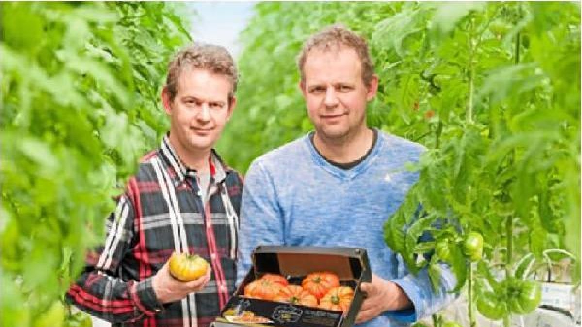 Los hermanos holandeses Kass y Jacob Van de Belt, en su plantación de tomate Raf.