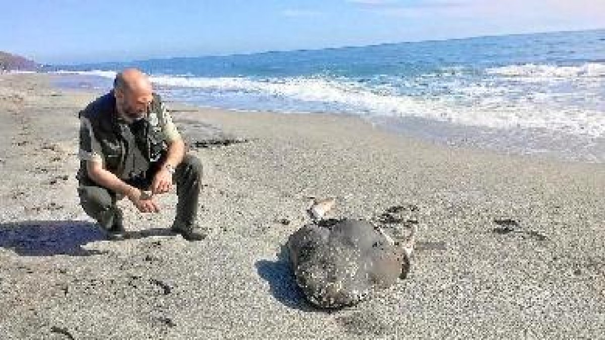 Un agente de Medio Ambinete, junto a la cabeza del escualo en la Almadraba de Monteleva.
