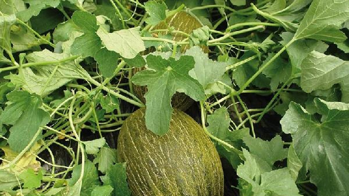 Las cantidades que se están recolectando son todavía menores.