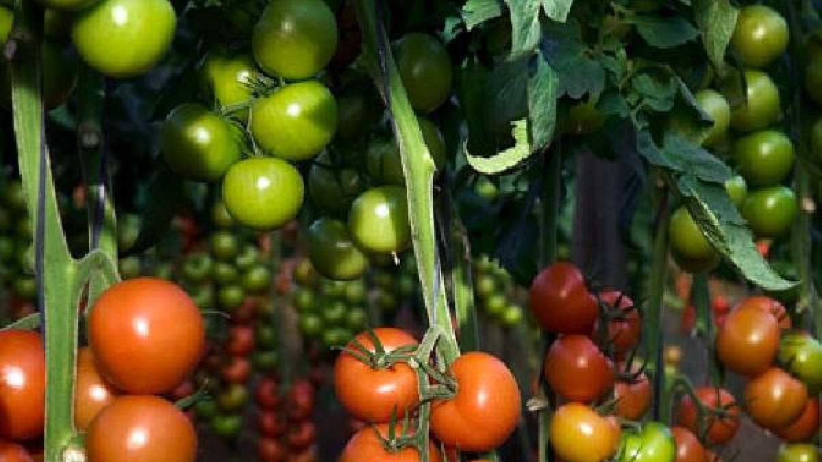 Cultivo de tomate Ateneo en invernadero.