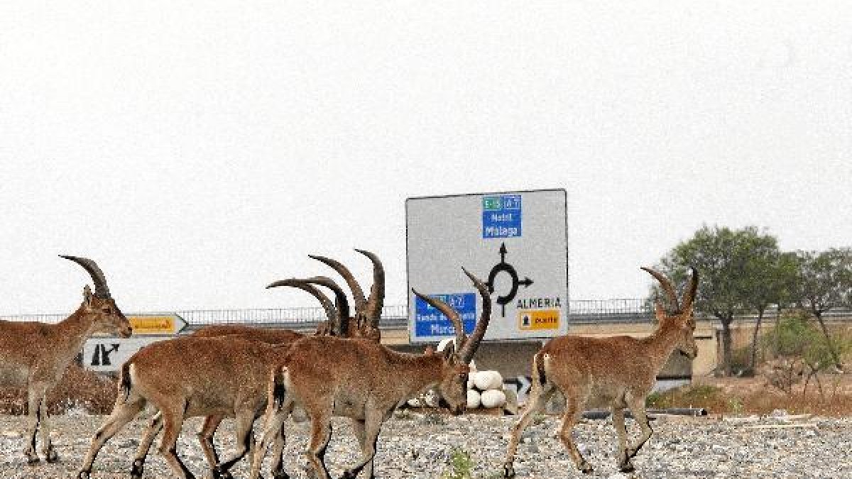 Cabras en las inmediaciones de la A7