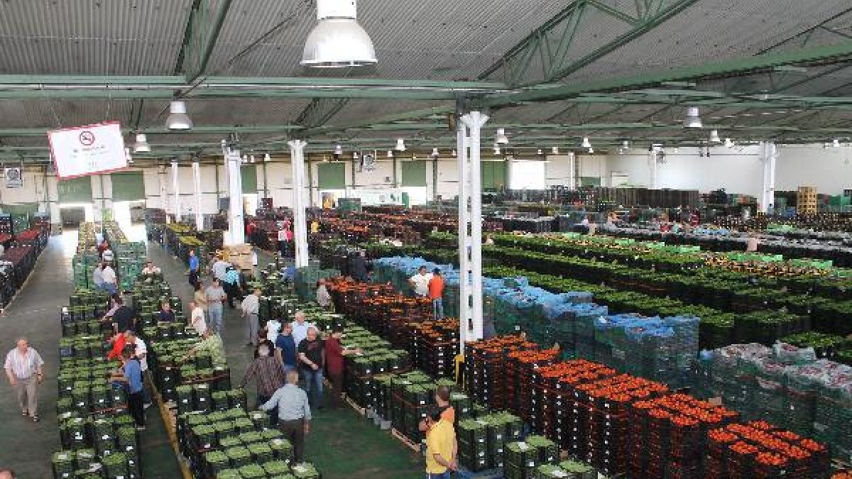 Nave de subasta de Agroponiente.