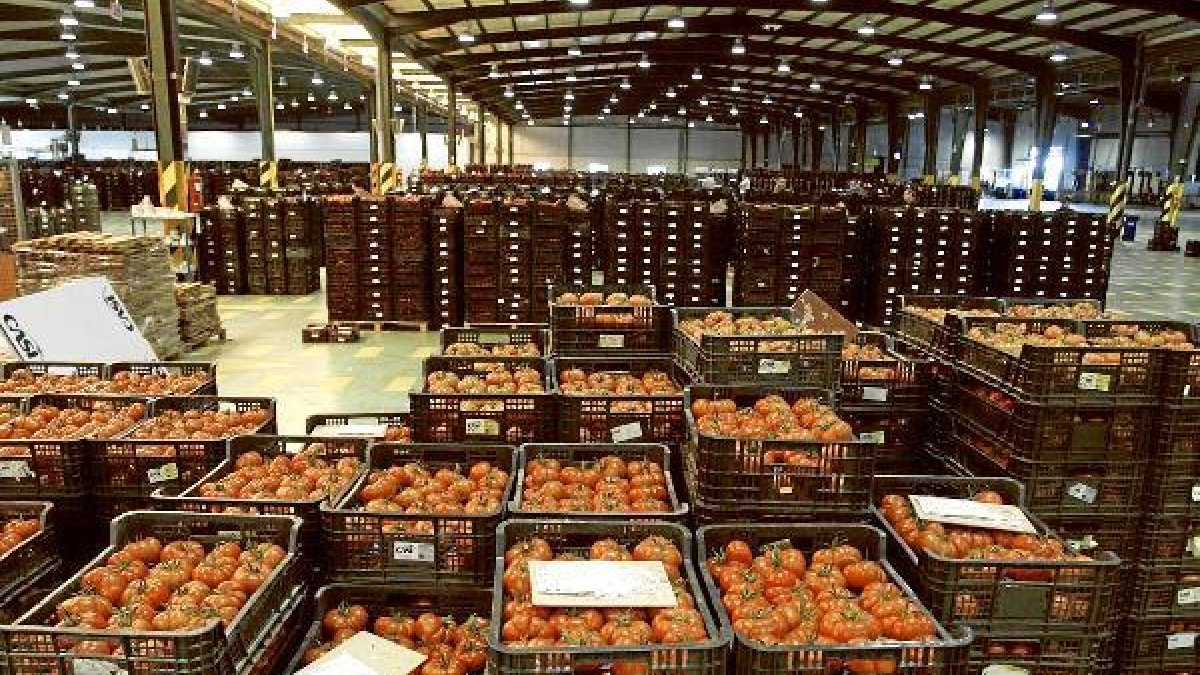 Tomate en el interior de una cooperativa almeriense