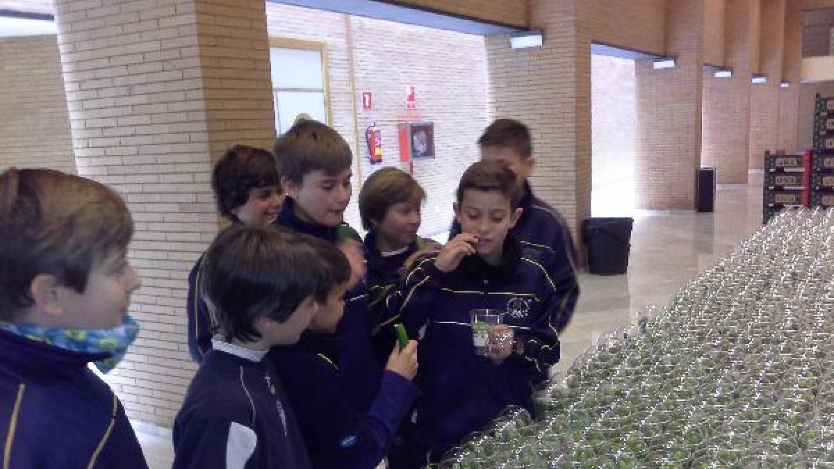 Escolares de 5º de Primaria prueban frutas y verduras en el Maestro Padilla.