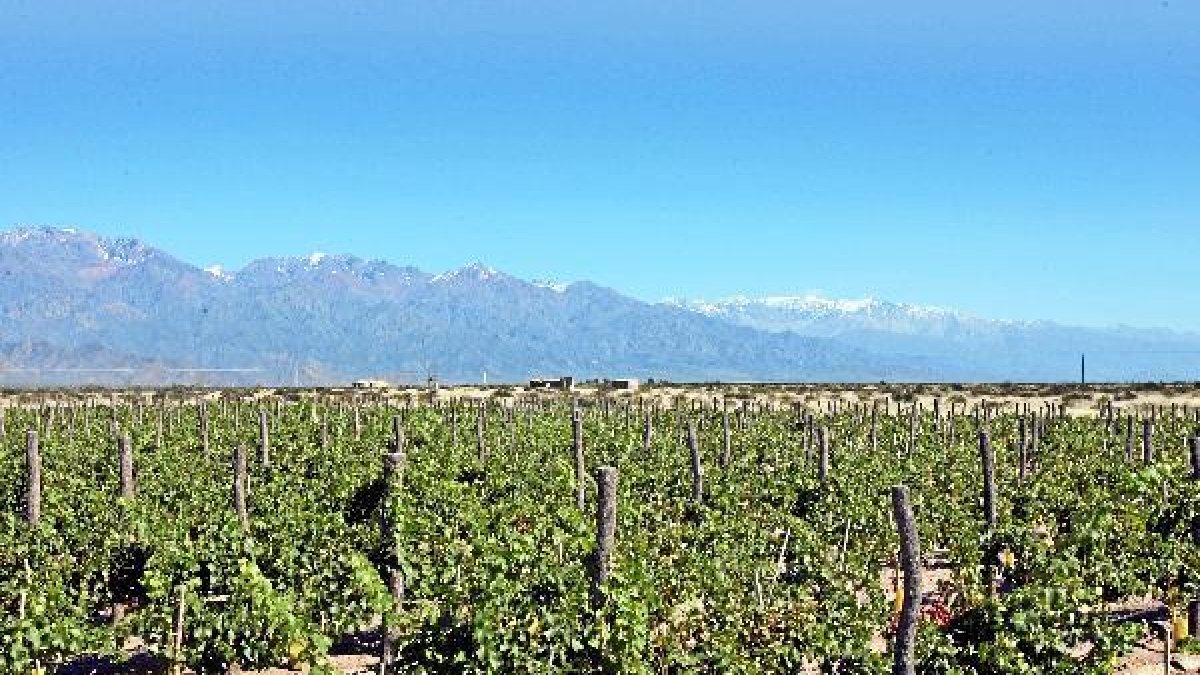 Campos de viñedos como los planificados para las hectáreas que se beneficiarán.