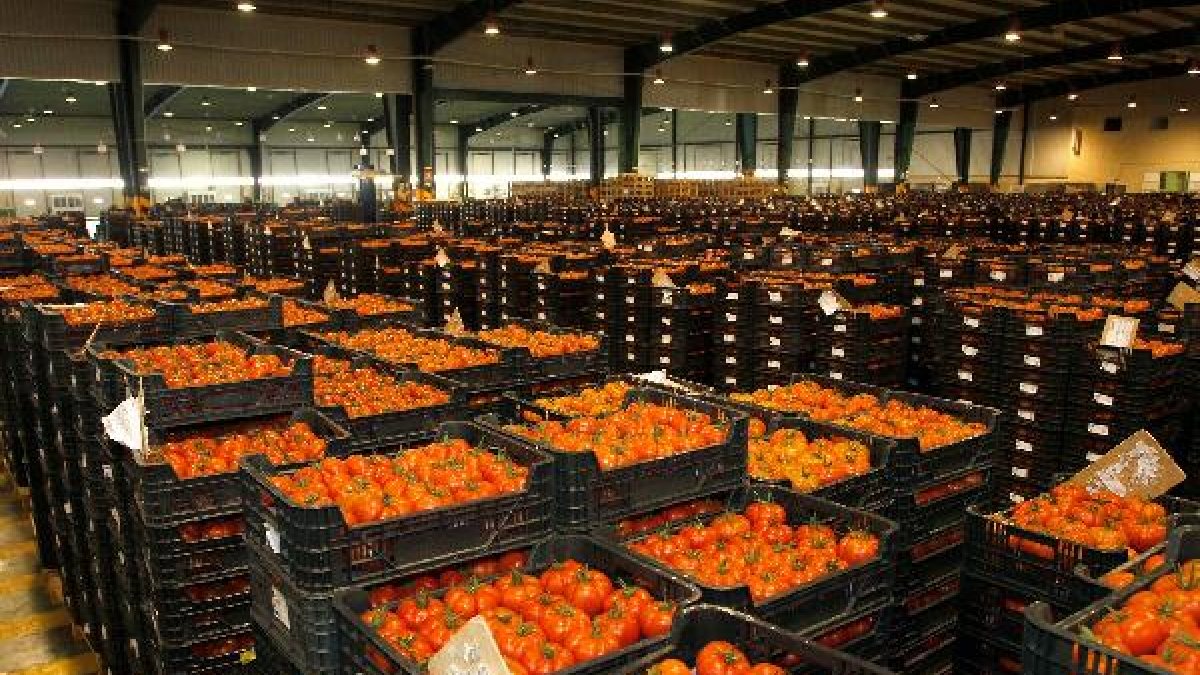 CASI es líder europeo del tomate con 250 millones de kilos.
