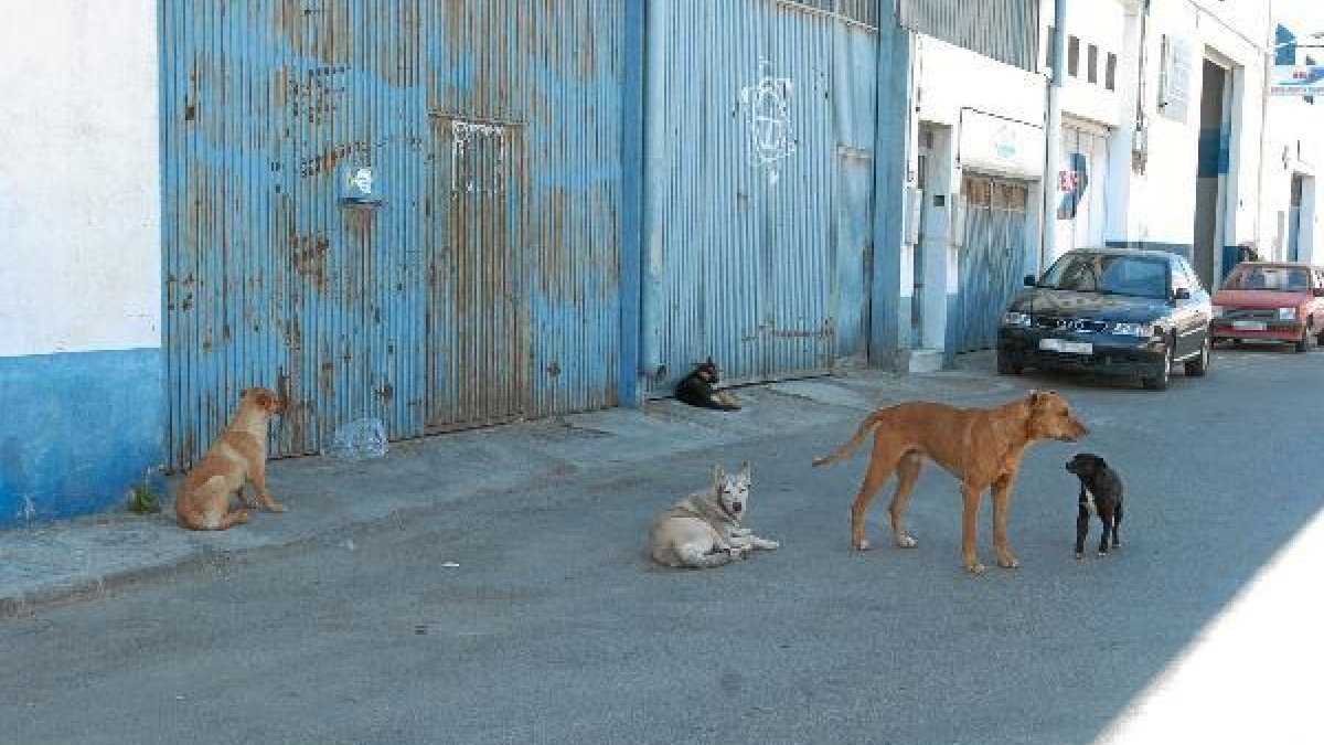 Los perros abandonados pueden ser un peligro para los vecinos y para el tráfico.